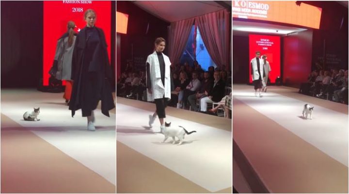 Stray Cat Crashes Fashion Show In Turkey