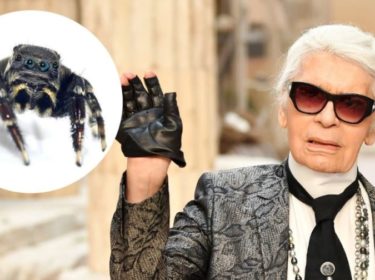 New Spider Named After Karl Lagerfeld, Fashion Icon
