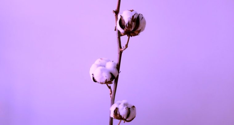 New Sustainable Fashion Development Of Color Cotton Plants